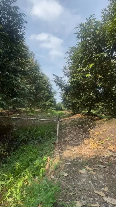 Đất trồng cây Thạnh Lộc Cai Lậy 5000m² - Tiềm năng phát triển cao!