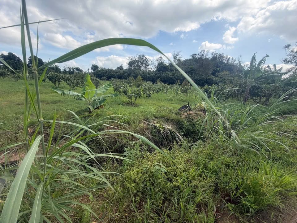 Đất nền Thôn 5, xã Ea Kmút, 180m² giá 240 triệu - Bám mặt tiền đường bê tông