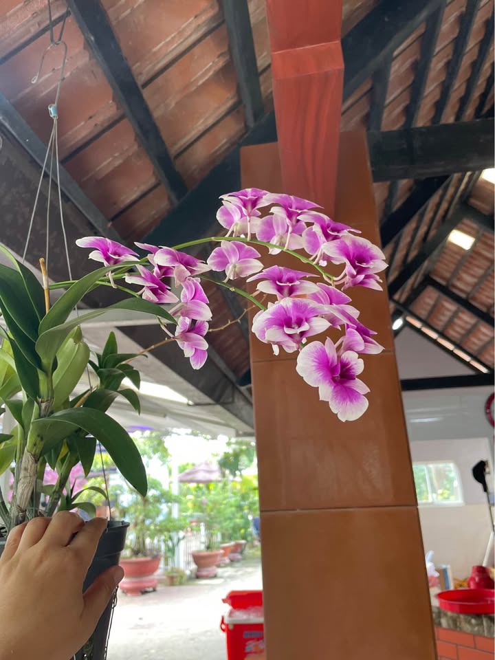 Đất nền mặt tiền hẻm 646, P7, TP Tân An 165m² giá 1.1 tỷ - Cơ hội đầu tư hấp dẫn!