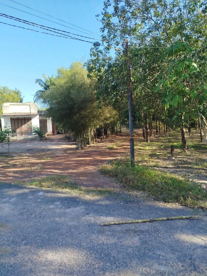 Đất nông nghiệp 1 mẫu Thạnh Hòa, Tân Biên 1.53 tỷ - Tiềm năng đầu tư lớn!