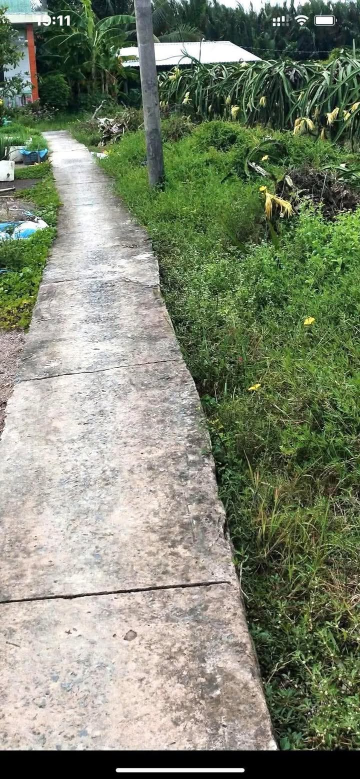 Đất lúa 9200m² Tầm Vu, Châu Thành Tây Ninh - Giá chỉ 2.3 tỷ, đầu tư sinh lời!