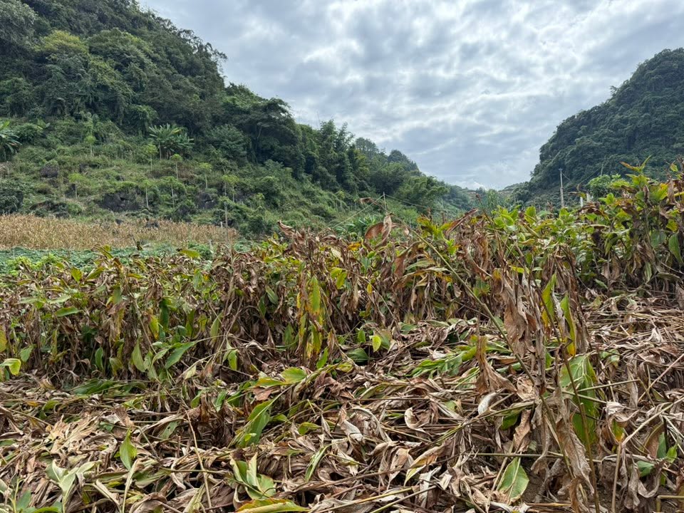 Đất vườn Chiềng Ngần 2000m² giá 550 triệu - Pháp lý rõ ràng, ô tô vào tận nơi!