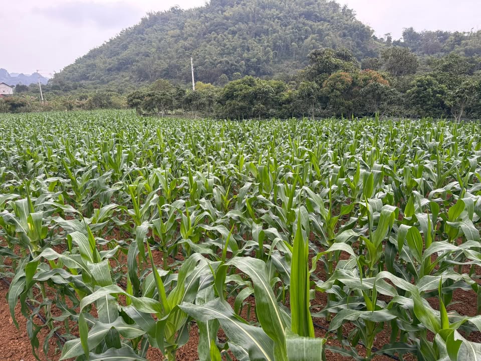 Đất nền Chiềng Ngần 3000m² giá thỏa thuận - Thế đất bằng phẳng, màu mỡ!