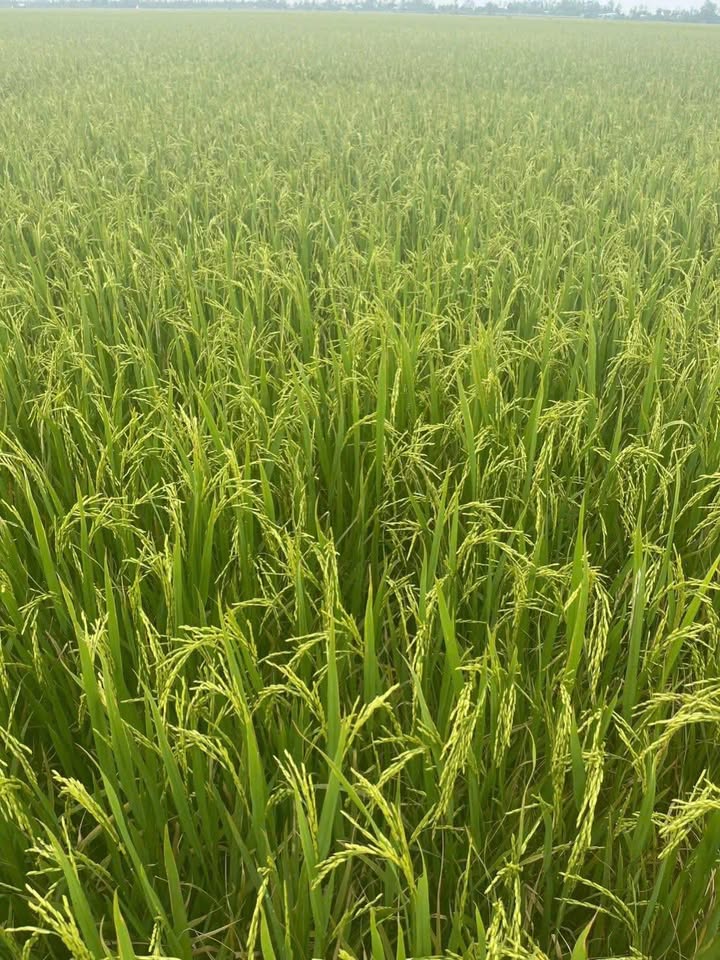 Đất nông nghiệp 22.000m² tại Bình Thạnh, Hồng Ngự - Giá chỉ 2.42 tỷ VND!