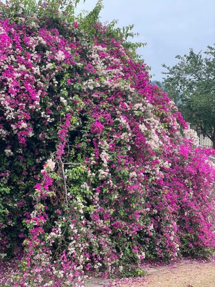 Bán đất Khu Tái Định Cư Tiểu Khu 14, Mộc Châu 152m² giá 3 tỷ - Cơ hội đầu tư tốt!