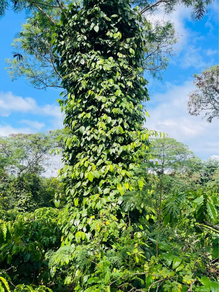 Đất nền 500m² phường Tân Lợi - Chỉ 795 triệu, cách đường Vành Đai 900m!