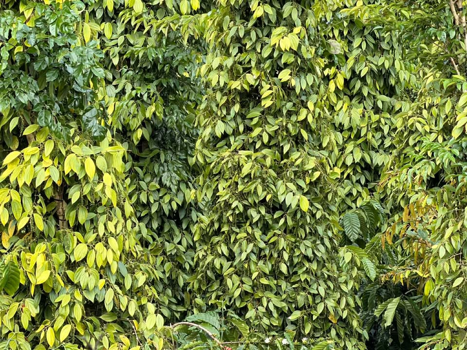 Đất mặt đường cấp phối tại Thôn 8, Đắk Song 8000m² giá 1.6 tỷ - Cơ hội đầu tư hấp dẫn!