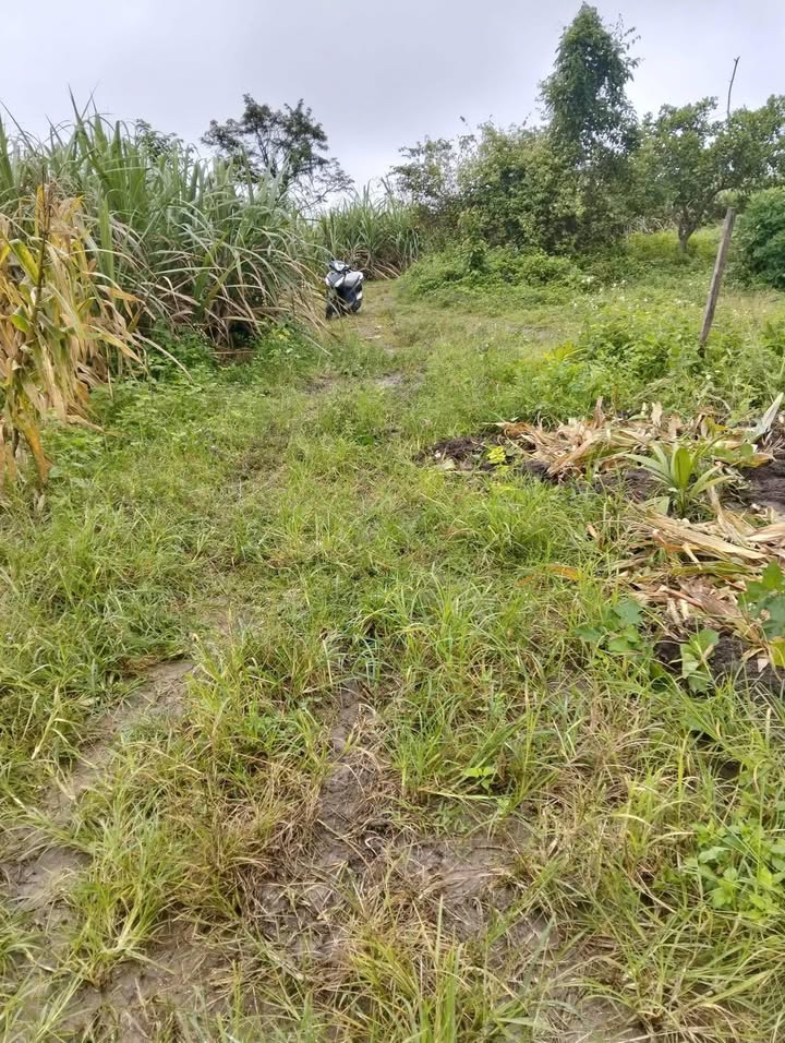 Đất nông nghiệp 2ha tại thôn 5, xã Ea Sô - Giá 1.16 tỷ, thích hợp cho trang trại