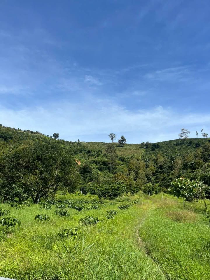 Đất nền Lộc Thành Bảo Lâm 280m² giá 700 triệu - Sổ đỏ chính chủ, vị trí đẹp!