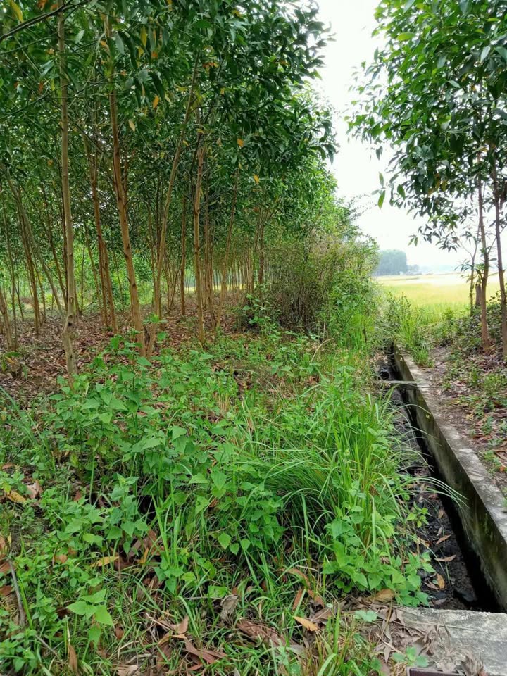 Đất thổ cư Khánh Bình Khánh Vĩnh 10,000m² giá 6 tỷ - Đầu tư sinh lời ngay!