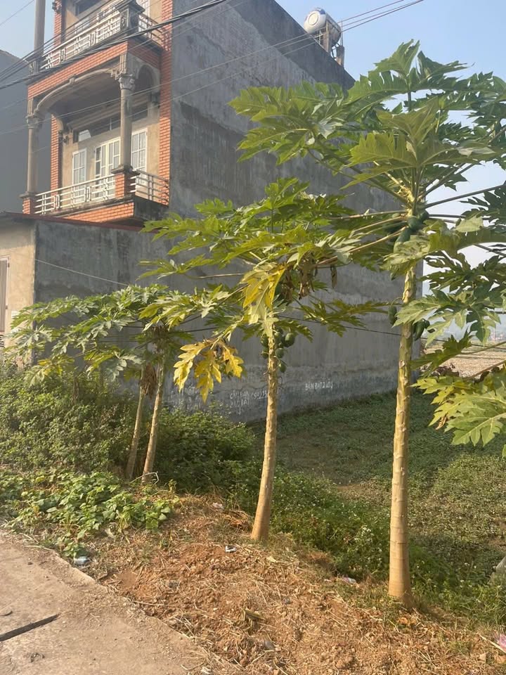 Đất nền Quốc lộ 298, Việt Yên 80m² giá 2.6 tỷ - Cơ hội đầu tư tuyệt vời!