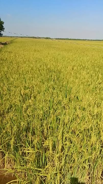 Đất nông nghiệp 35 công tại xã Kiến Bình, huyện Tân Thạnh, Long An - Giá 140 triệu/công, đầu tư lý tưởng!