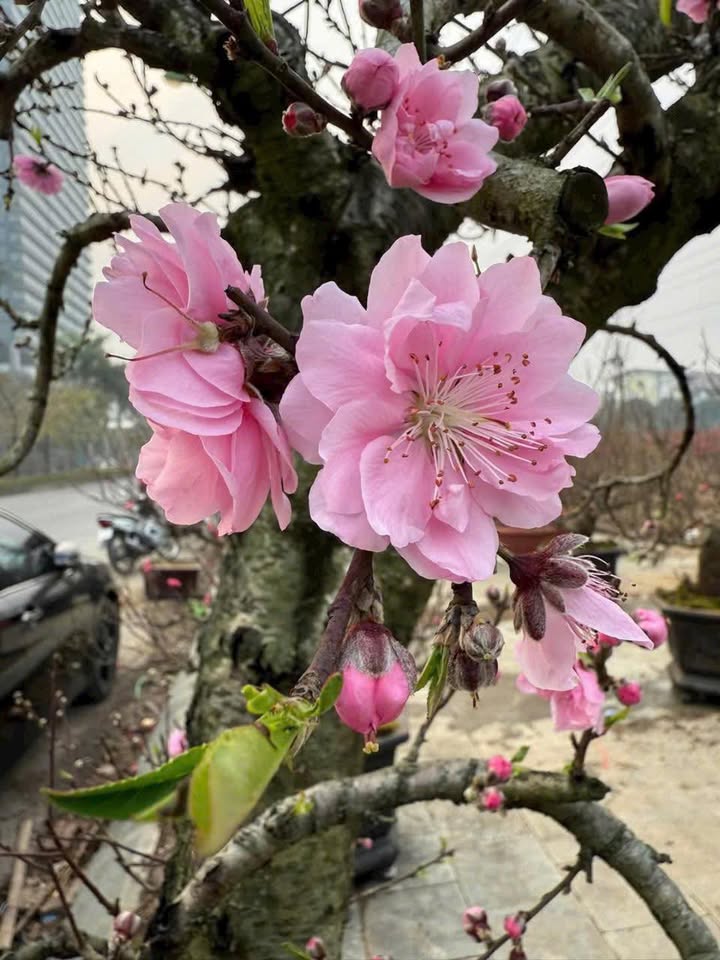 Căn hộ chung cư Tòa 17T9 Trung Hòa Nhân Chính 110m² - Full nội thất, sẵn sàng ở!