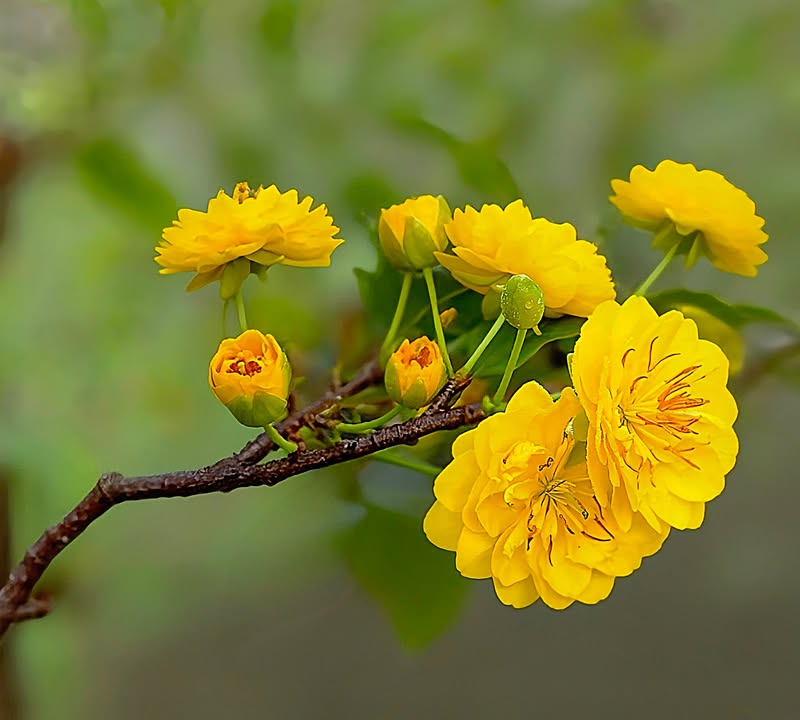 Đất mặt tiền đường DH504 Phước Sang 155m² giá chỉ 480 triệu - Cơ hội đầu tư lý tưởng!