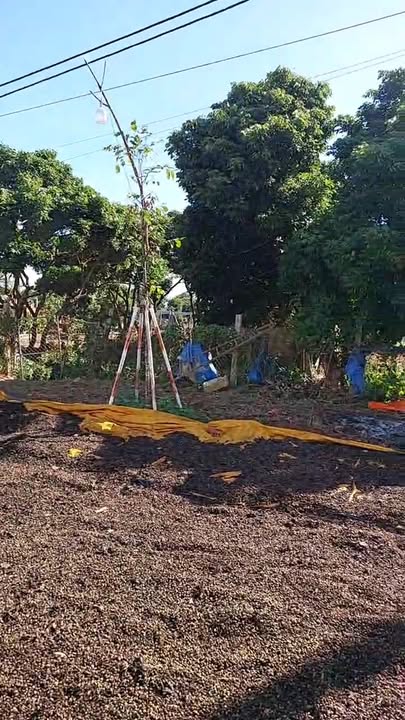 Lô đất mặt tiền đường Võ Thị Sáu, Chư Sê, Gia Lai 444m² - Giá chỉ 3.72 tỷ!