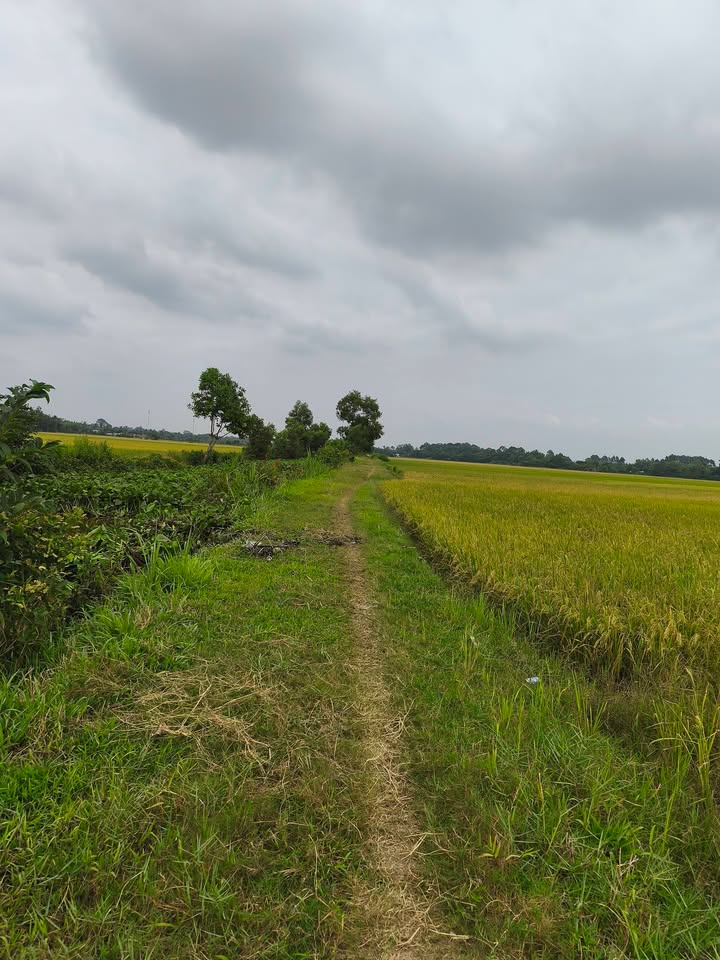 Đất nền mặt bờ kênh Hòa Lợi, Châu Thành 5940m² giá 712.8 triệu - Cơ hội đầu tư tuyệt vời!