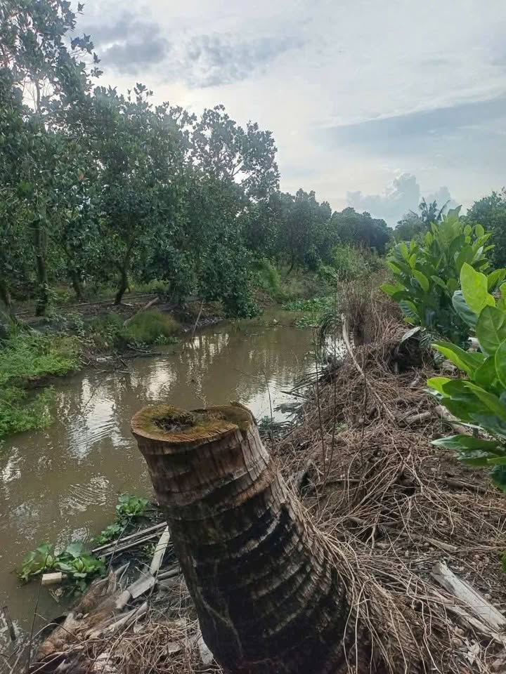 Đất vườn Mít Thạnh Mỹ Tây 4651m² giá 1.485 tỷ - Cơ hội đầu tư hấp dẫn!