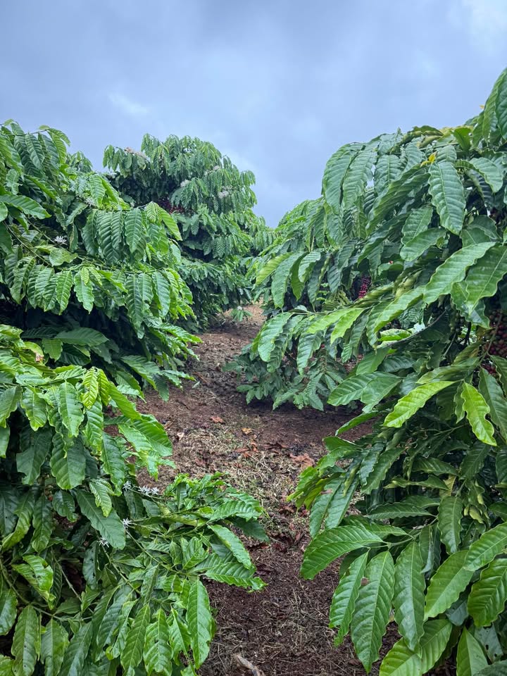 Đất nền Tân Hà Lâm Đồng 38,000m² giá 2 tỷ - Đầu tư sinh lời tiềm năng!