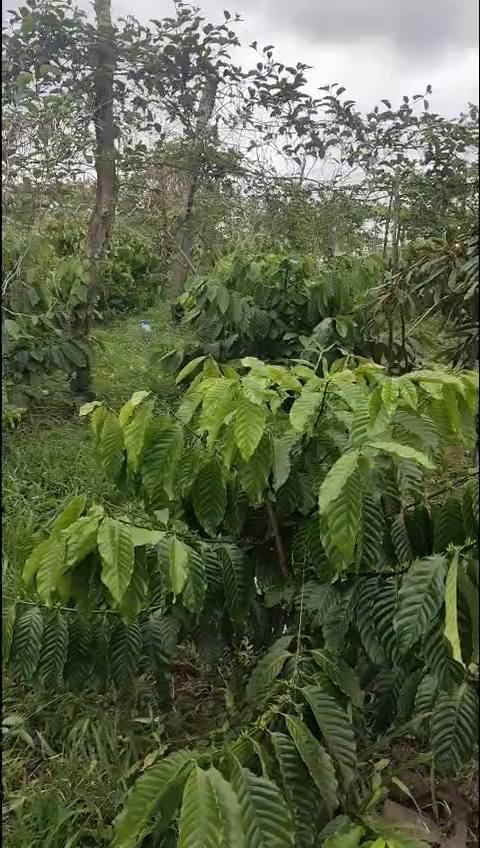 Farm Ea Khal, Ea H'leo, Đắk Lắk 1,3ha giá 3,3 tỷ - Đầu tư sinh lời với cây ăn trái