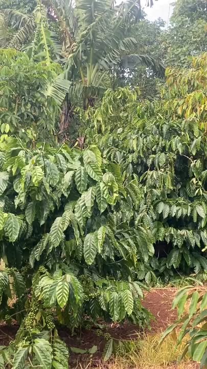 Đất vườn 3,2 sào tại Đạt Hiếu, Buôn Hồ - Tiềm năng đầu tư sinh lời!