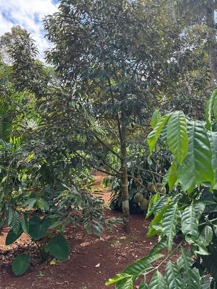 Đất nền Đức Mạnh 319m² giá chỉ 1.05 tỷ - Đường ô tô tránh nhau thoải mái!