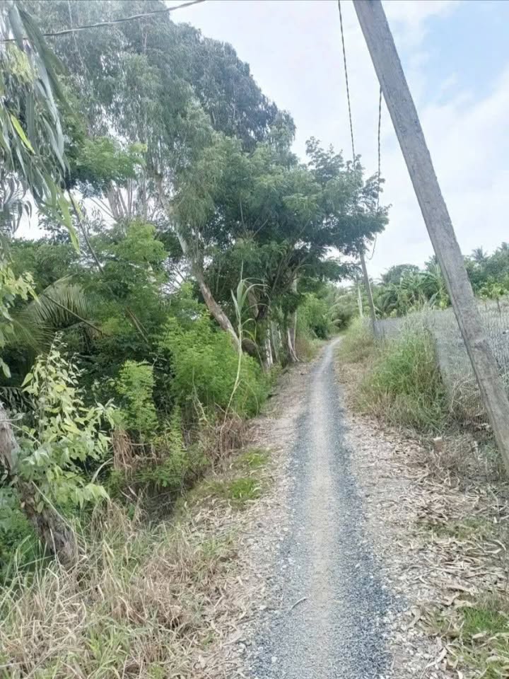 Đất vườn Nhãn Mỹ Đức, Châu Phú 4.869m² giá 4.869 tỷ - Sổ hồng riêng chính chủ!