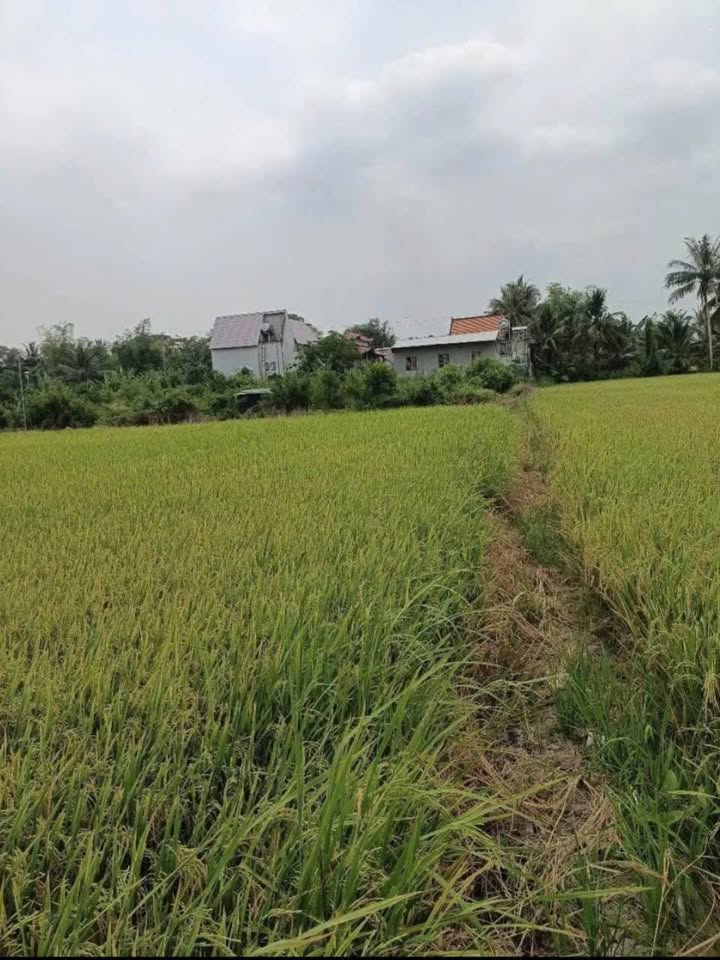Đất lúa Vĩnh Thạnh Trung, Châu Phú 15802m² - Đầu tư sinh lời ngay!