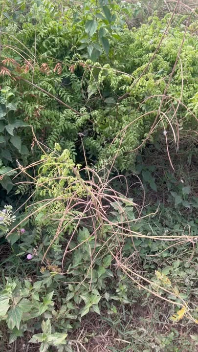 Đất cây lâu năm 270m² xã Phước Chỉ Trảng Bàng Tây Ninh giá chỉ 430 triệu - Bớt lộc cho anh chị em thiện chí!