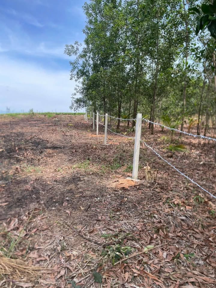 Đất nền 2000m² xã Trị An giá chỉ 700 triệu - Sổ hồng riêng, cơ hội đầu tư hấp dẫn!