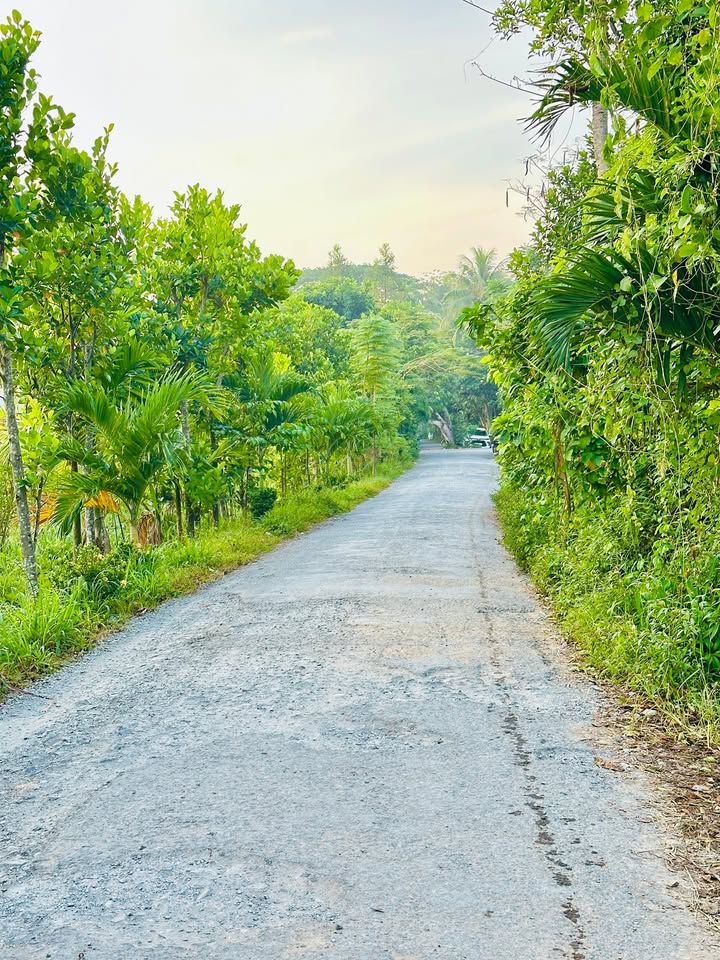 Đất thổ cư 50m² tại Loan Mỹ, Tam Bình giá chỉ 350 triệu - Đầu tư sinh lời ngay!