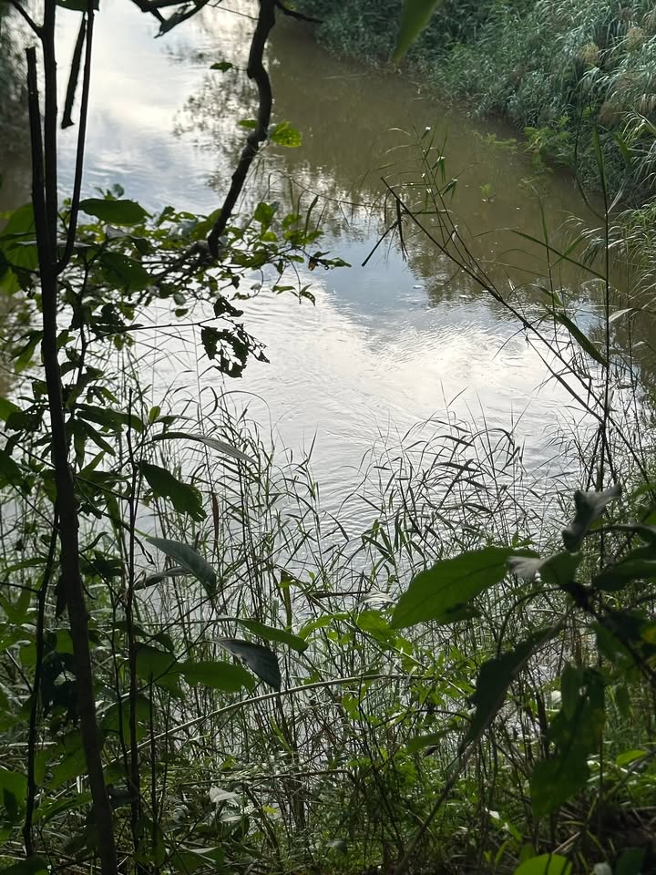 Đất chôm chôm 2 sào tại Mỹ Đức, Đạ Tẻh - Cơ hội đầu tư hấp dẫn!