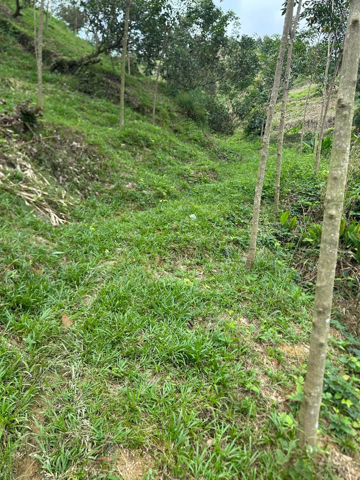 Đất nông nghiệp 1ha 7 cao su Mỹ Đức giá 600 triệu - Chính chủ bán gấp!