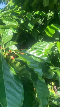 Đất nền Đạ Đờn, Lâm Hà 13,000m² giá 5.72 tỷ - Sổ đỏ chính chủ, ô tô vào tận nơi!