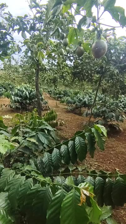 Đất nền thôn 7 Đắk Ha, Đăk Glong 2340m² giá 1.85 tỷ - Sổ hồng chính chủ!