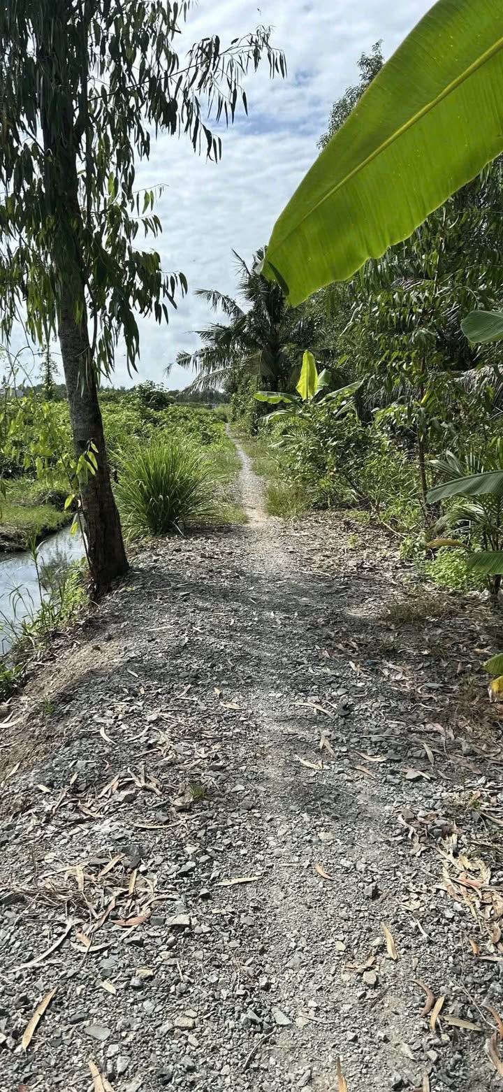 Đất vườn Thạnh Hòa Bến Lức 3120m² giá 2 tỷ - Tiềm năng phát triển lớn!