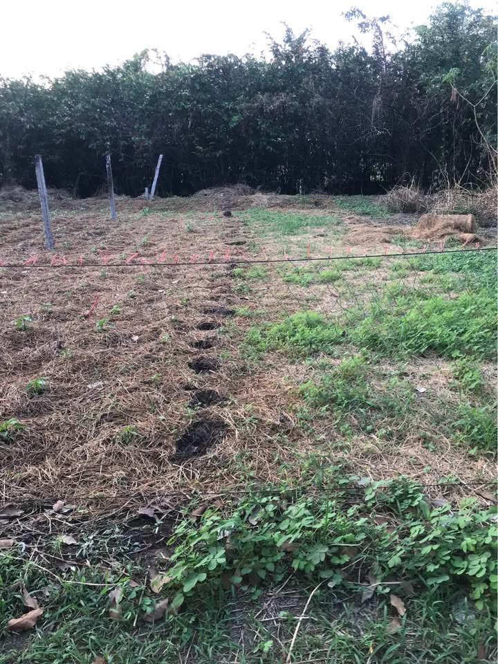 Đất nền Tân Hiệp, Kiên Giang 156m² giá 1.75 tỷ - Cơ hội đầu tư hấp dẫn!