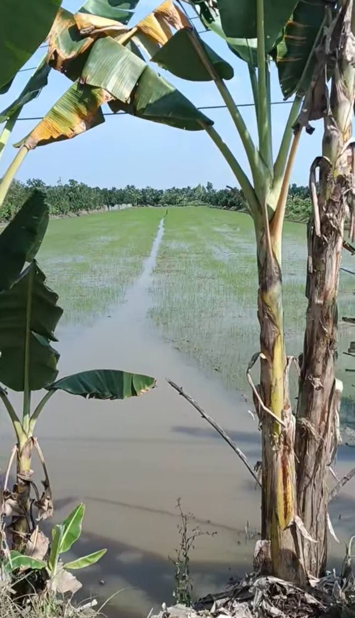 Đất ruộng 5080m² Tân Hội Cai Lậy giá chỉ 600 triệu - Mặt tiền 32m thuận lợi!