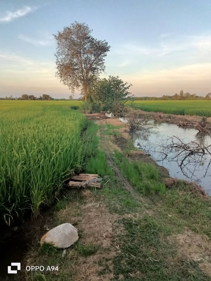 Đất ruộng Mỹ Quí, Tháp Mười 13000m² giá 2.21 tỷ - Mặt tiền đẹp dễ đầu tư!