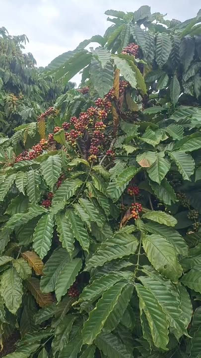 Farm đất rẫy Đắk Lao 10.000m² giá 3.6 tỷ - Đầu tư sinh lời hiệu quả!