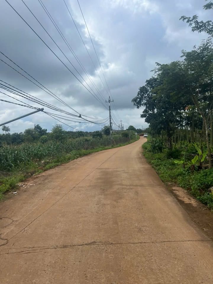 Đất trồng sầu riêng 3600m² tại Nhân Cơ, Đắk Nông - Giá 800 triệu, vị trí thuận lợi!