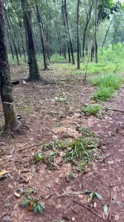 Đất nền Phước Sang Phú Giáo 16.000m² giá 6.6 tỷ - Đầu tư sinh lời ngay!