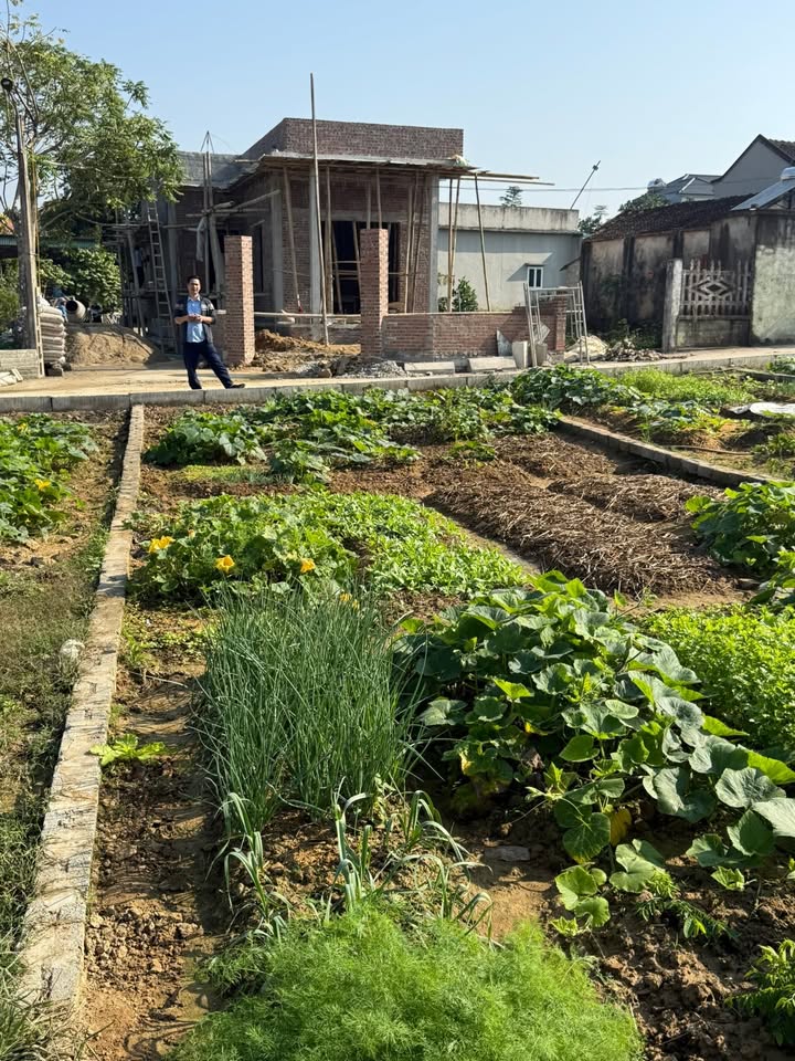 Đất thổ cư Thọ Vực Triệu Sơn 113m² giá 400 triệu - Gần nhiều tiện ích