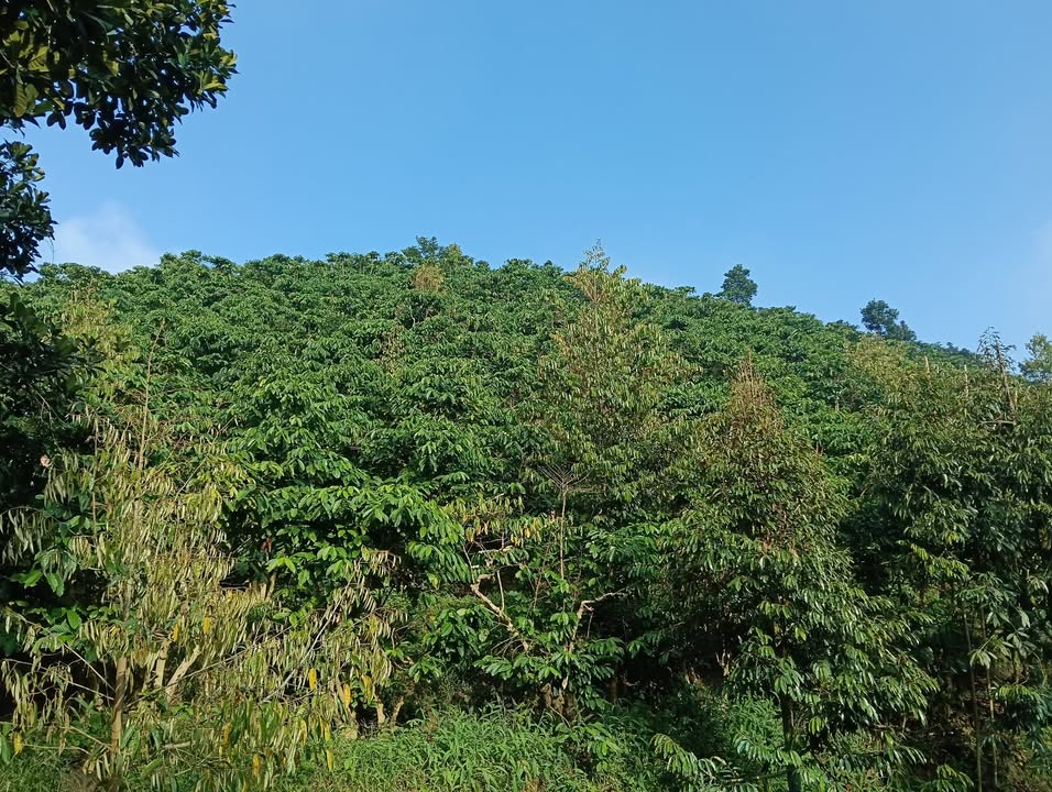 Đất thổ cư thôn 9 Lộc Nam 360m² giá 295 triệu - Cơ hội đầu tư hấp dẫn!