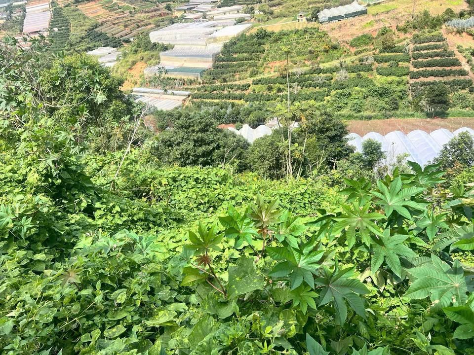 Lô đất Xuân Thọ, Đà Lạt 3109m² giá 1.98 tỷ - Đầu tư sinh lời tiềm năng!