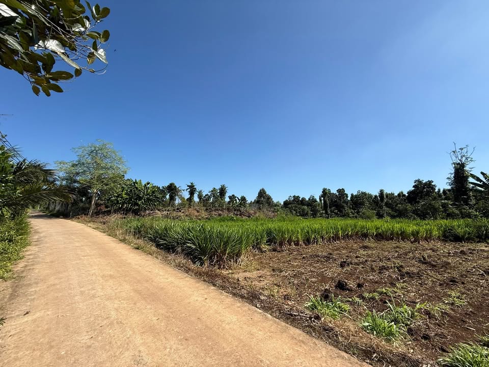 Đất CLN 1300m² tại Xã Phú Lộc - Giá chỉ 1,1 tỷ - Sổ hồng riêng chính chủ!