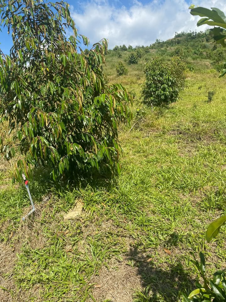 Đất thổ cư Củ Madagui 1,5ha giá 1,3 tỷ - Đầu tư sinh lời lý tưởng!