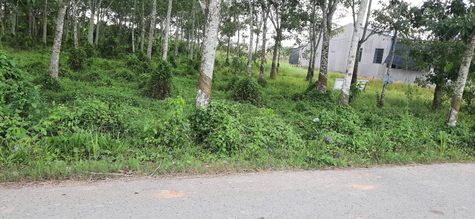 Đất nền Lộc Hưng Trảng Bàng 715m² giá 1.1 tỷ - Cơ hội đầu tư không thể bỏ qua!