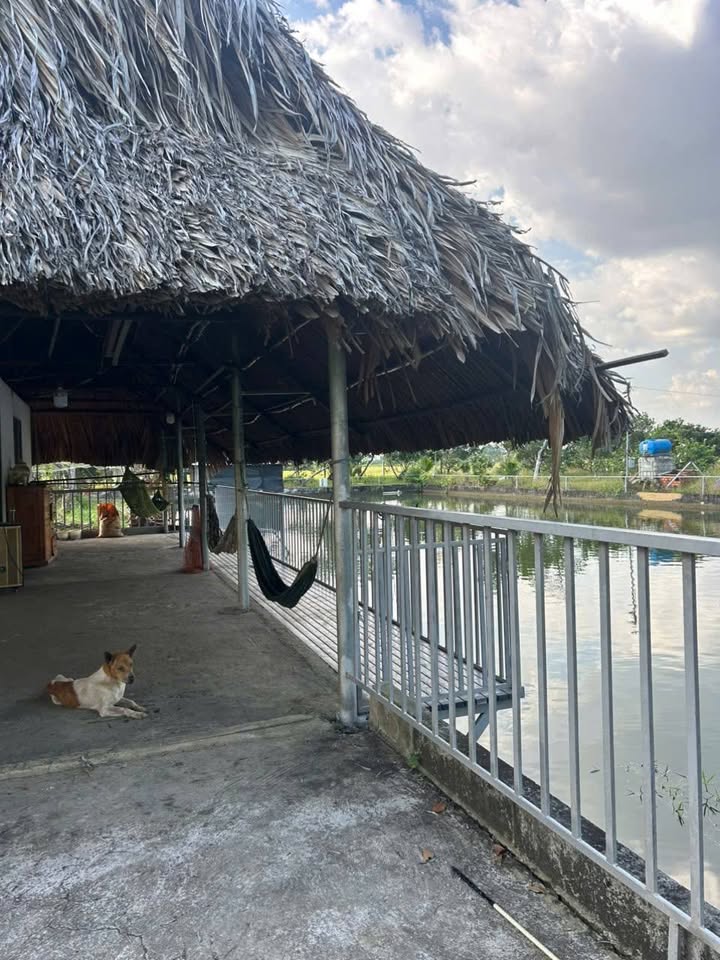 Đất Farm Bạch Đằng Tân Uyên 6200m² giá 9.3 tỷ - Đầu tư lý tưởng với vườn bưởi và ao hồ