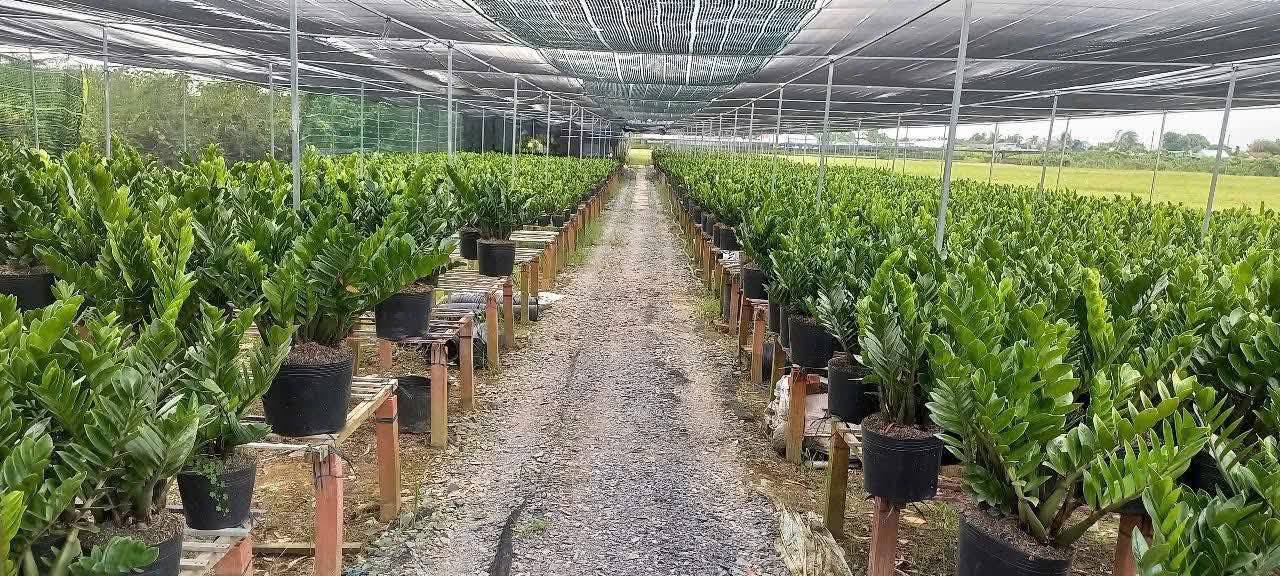 Đất nền 1500m² Tân Quy Đông, Sa Đéc chỉ 3 tỷ - Cơ hội đầu tư tuyệt vời!