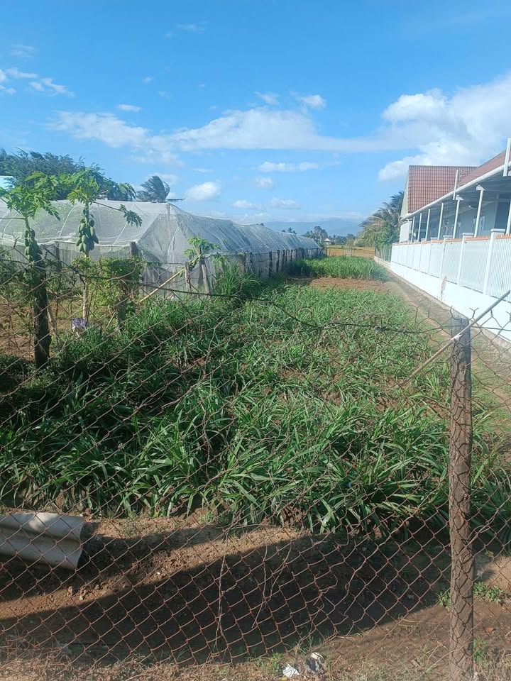 Đất nông nghiệp Bảo An, Phan Rang-Tháp Chàm 533m² giá 1.19 tỷ - Đầu tư sinh lời hấp dẫn!